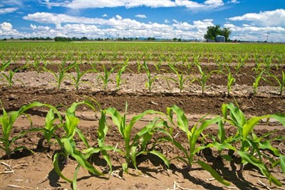 Innri Mongólía Etokqianqi Snjall landbúnaður og búfjárrækt iðnaðargarður: Tæk...
